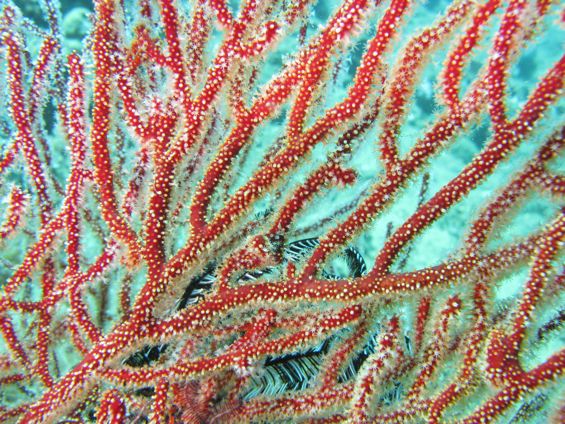 Seafan with barnacle gall in center of image