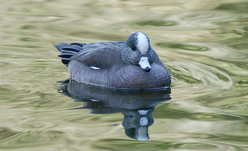 americanwidgeon1