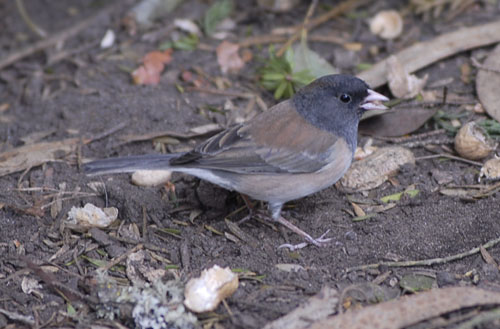 junco