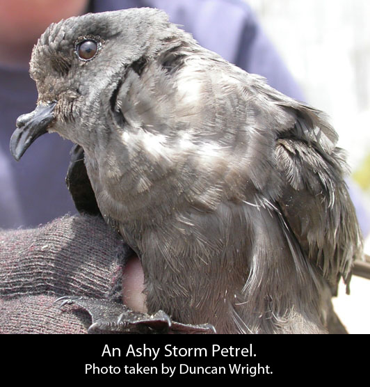 ashystormpetrel