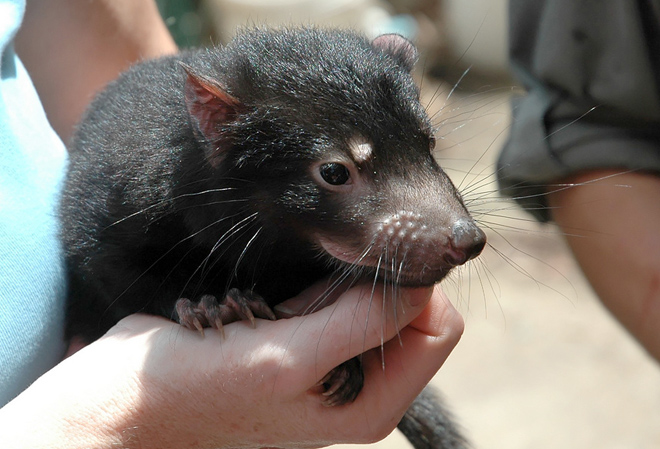 tasmanian-devil-baby-penn-state