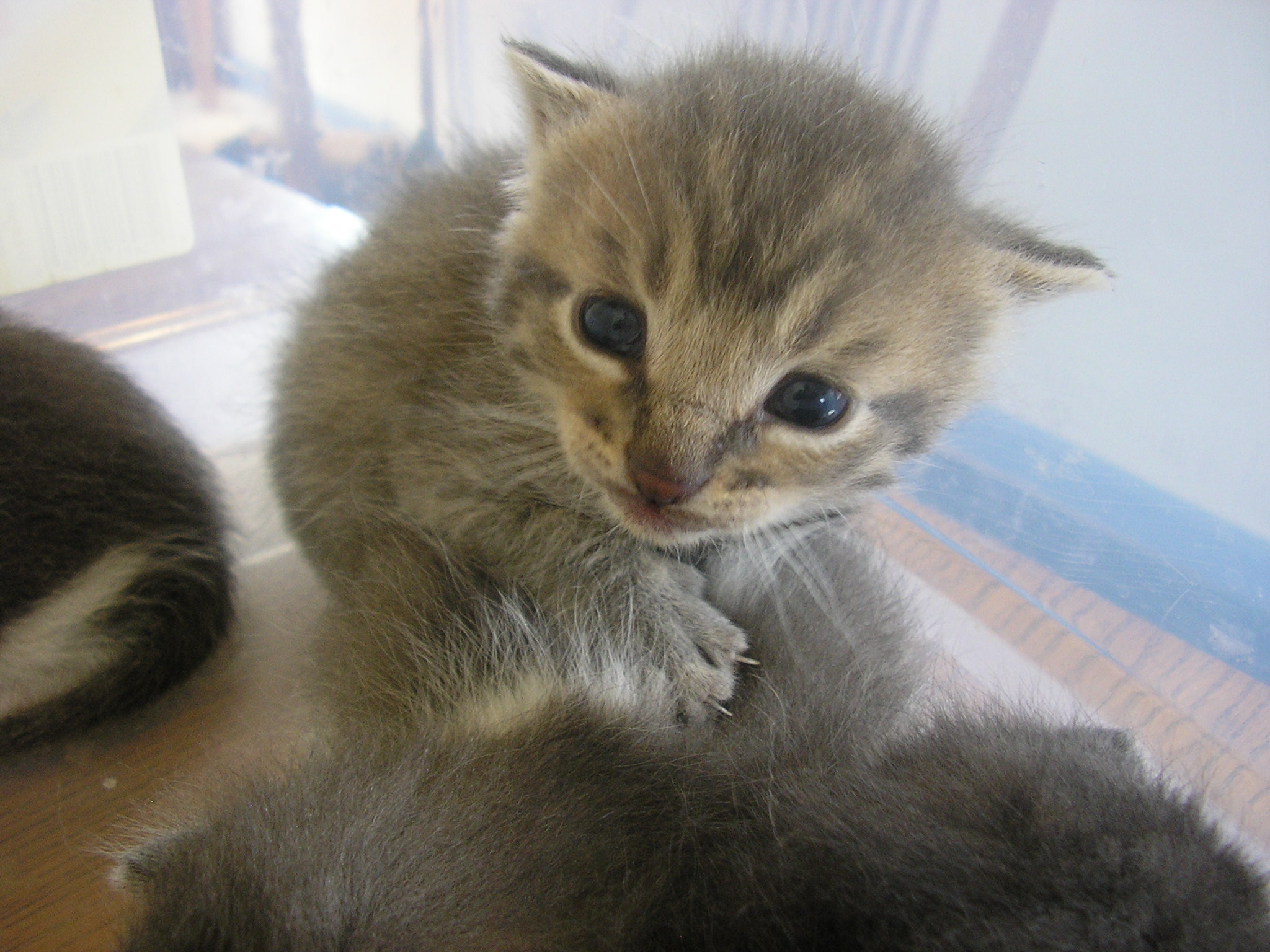 Kitten-stare