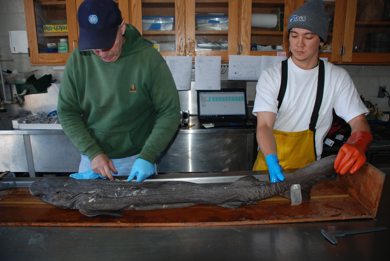 Dave-Paul measuring sharks MLML