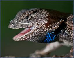 Eastern fence lizards