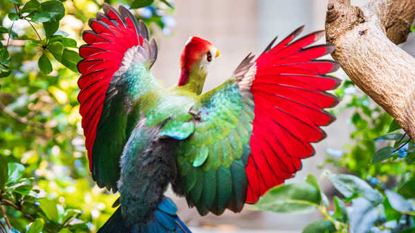 Red-crested turaco bird on exhibit in Osher Rainforest at Cal Academy spreads its bright red and green wings