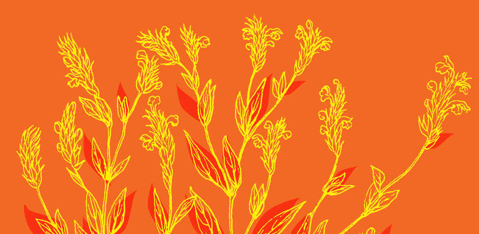 Botanical illustration against orange background
