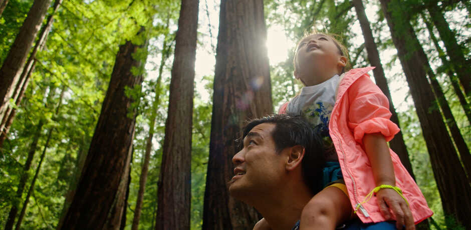 A young girl sits on man's shoulders in sun-dappled redwood forest