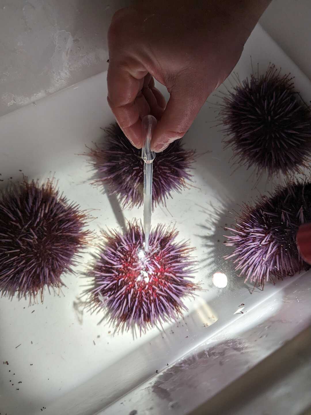 An Academy biologist injects a substance into a purple urchin in preparation for reproduction.