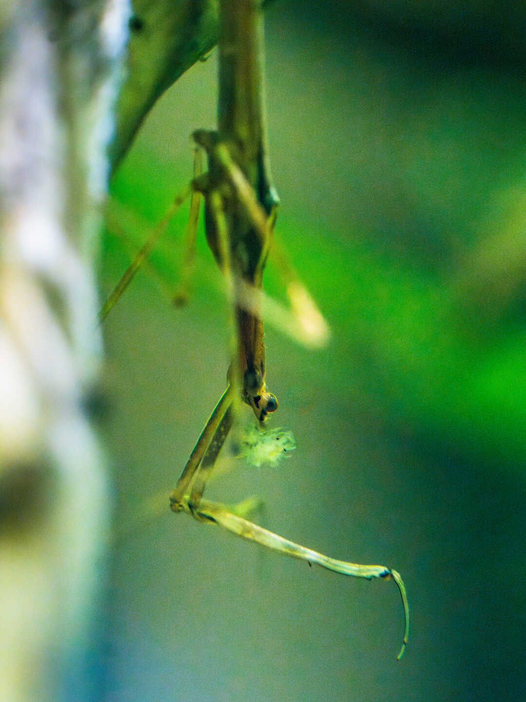 Water scorpion insect hanging upside down in Venom exhibition at Cal Academy. Photo by Gayle Laird