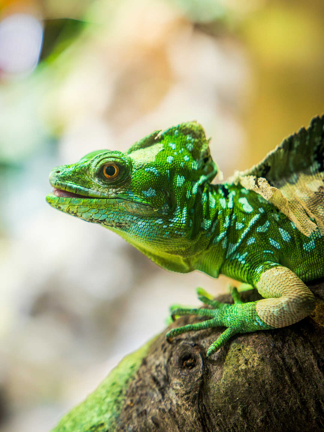 A green-crested basilisk in its habitat at Cal Academy. Photo by Gayle Laird