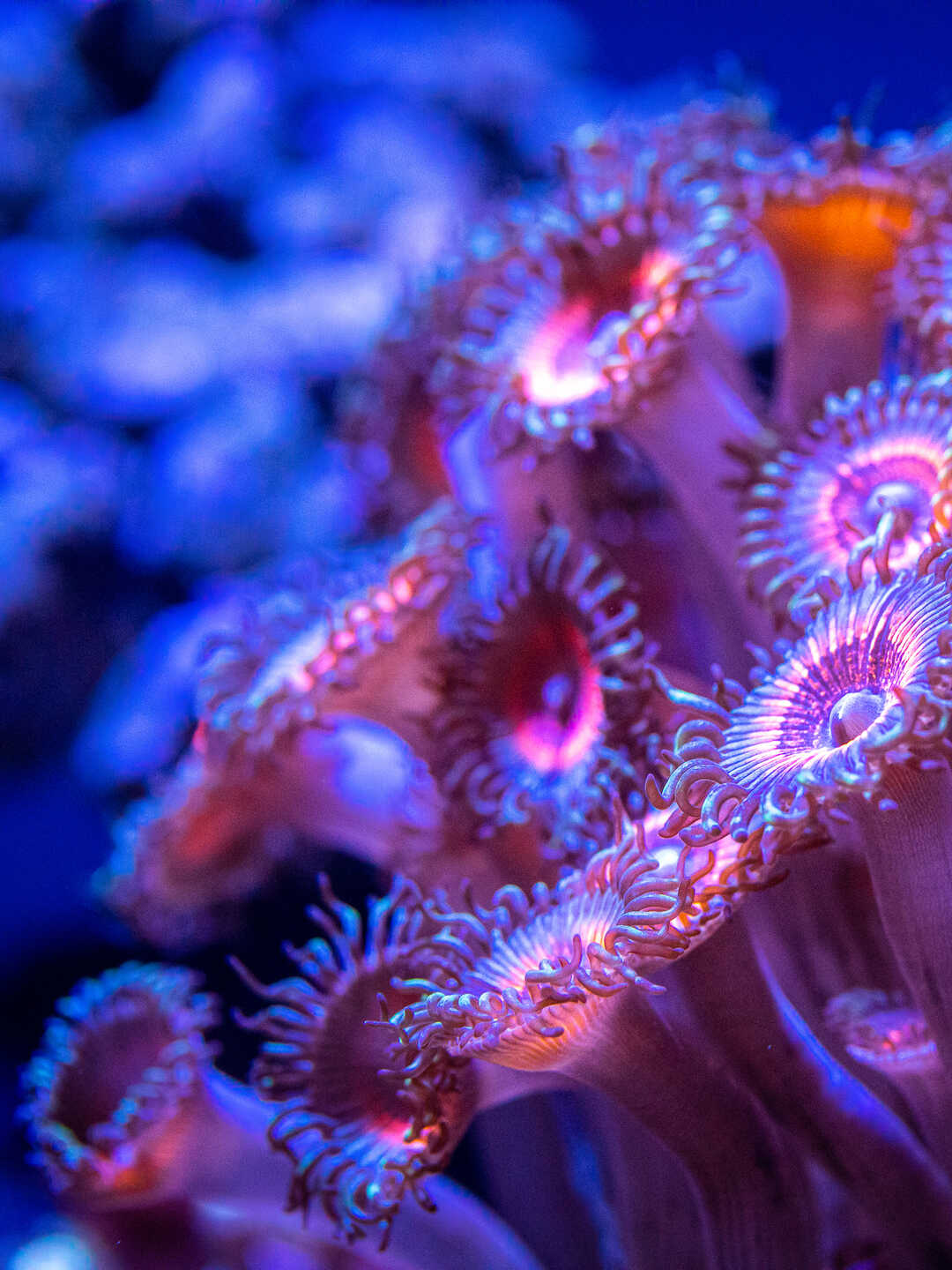 Cluster of purple zoanthid corals on exhibit in Hidden Reef at Cal Academy. Photo by Gayle Laird