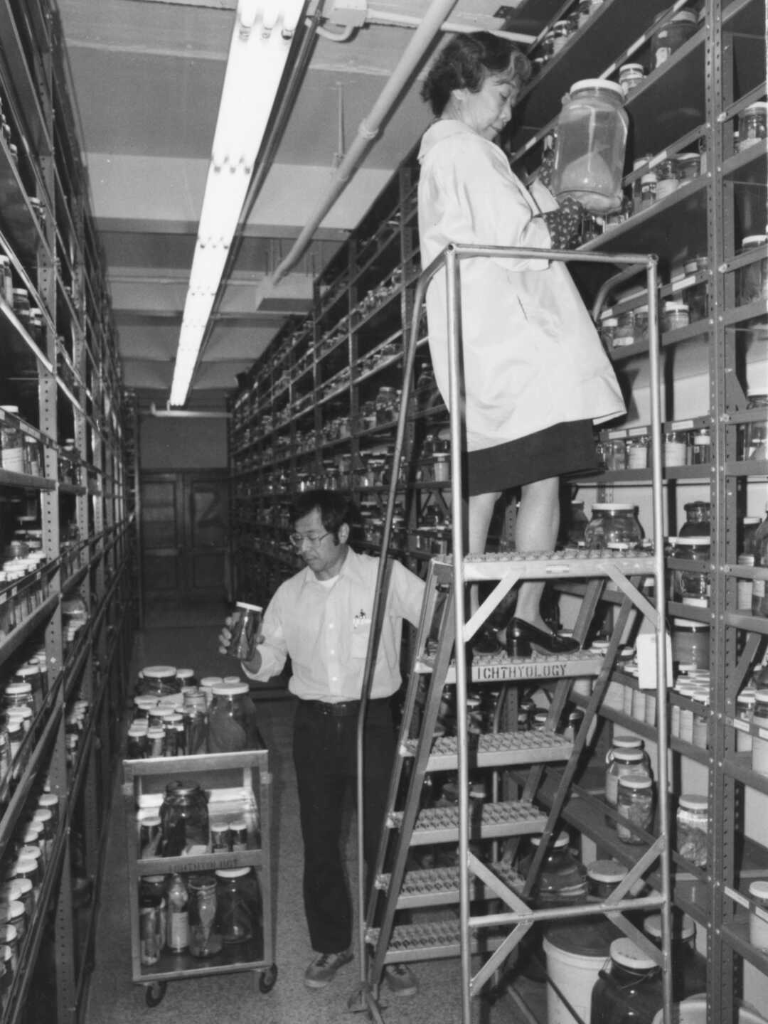 Black and white photo of Academy ichthyologists Pearl Sonoda and Tomio Iwamoto in the collections.