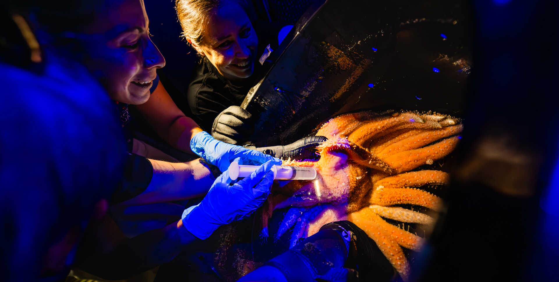 Two biologists hold a huge sunflower star as they inject hormones in it with a syringe.