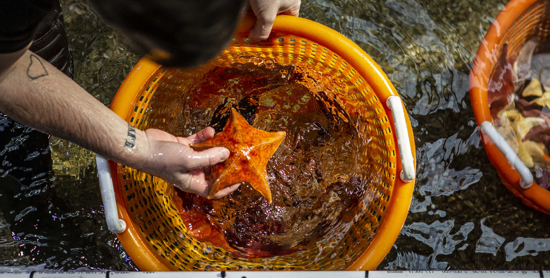 An Academy biologist holds an orange bat star above an orange bucket submerged in water, releasing the star into the aquarium.