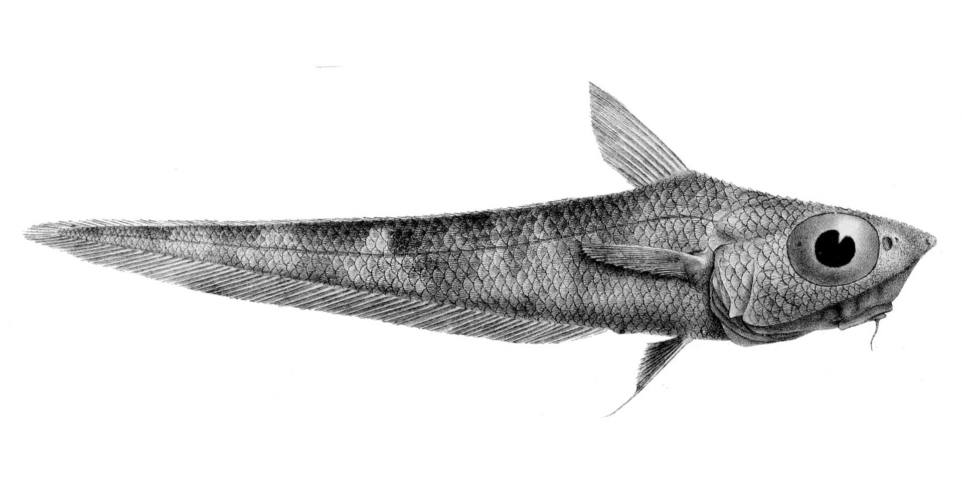 Black and white illustration of a banded whiptail fish (Coelorinchus fasciatus) from an 1877 report on discoveries made by HMS Challenger 