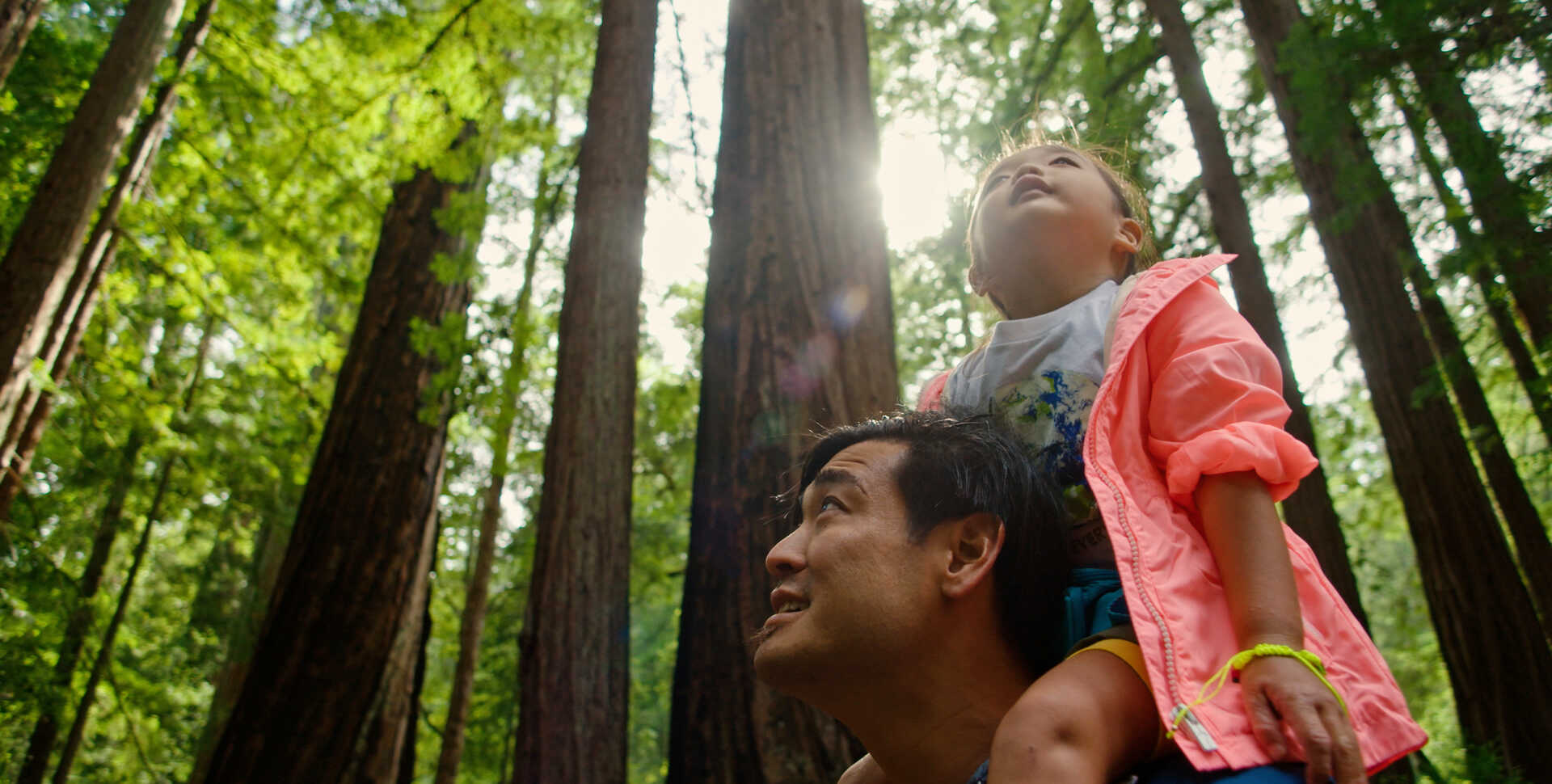 A young girl sits on man's shoulders in sun-dappled redwood forest