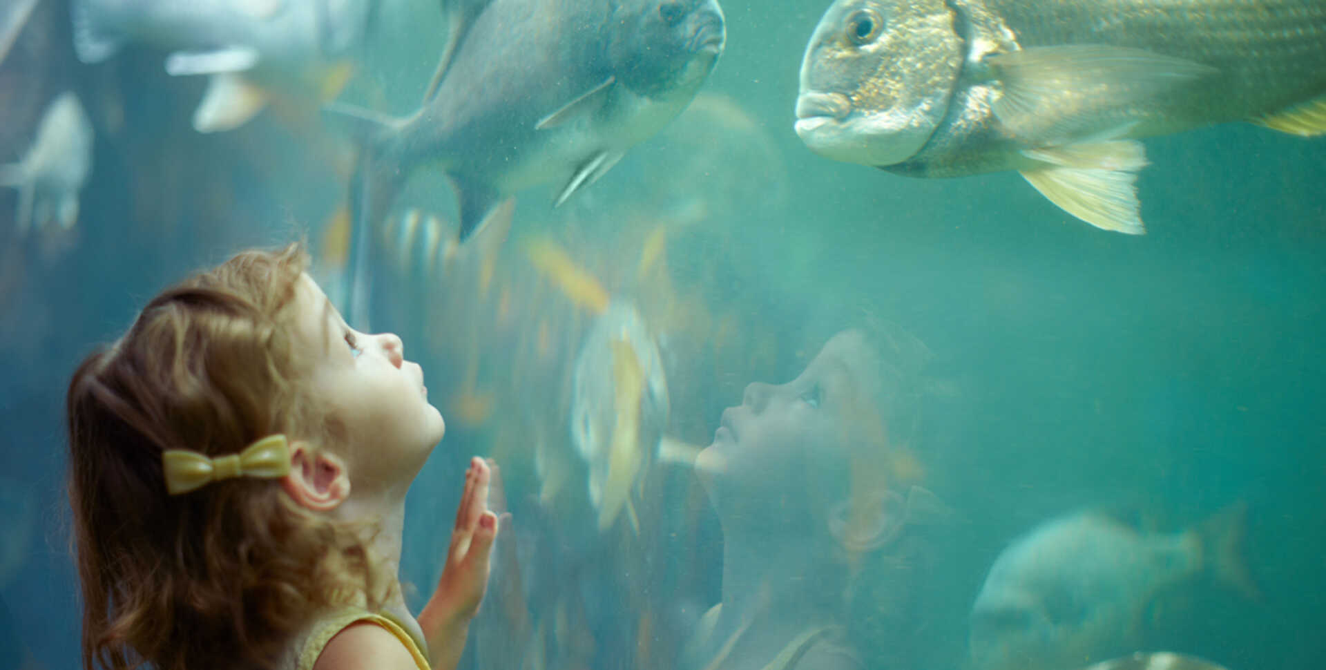 Young girl gazes up in awe at a large fish in the California Coast exhibit