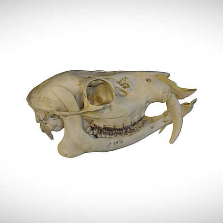 korean water deer skull