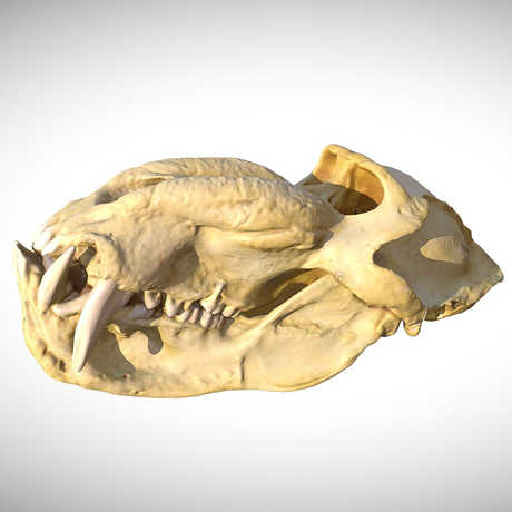 mandrill skull