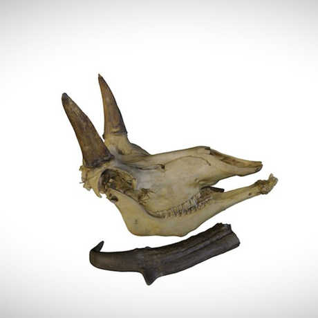 pronghorn skull