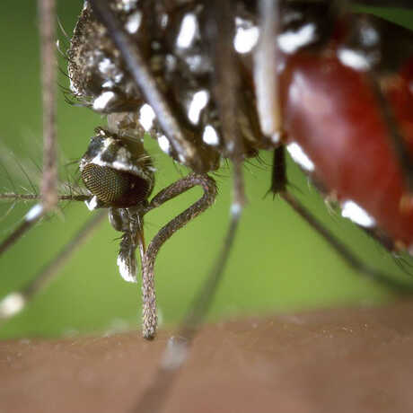 Closeup of the Aedes albopictus species 