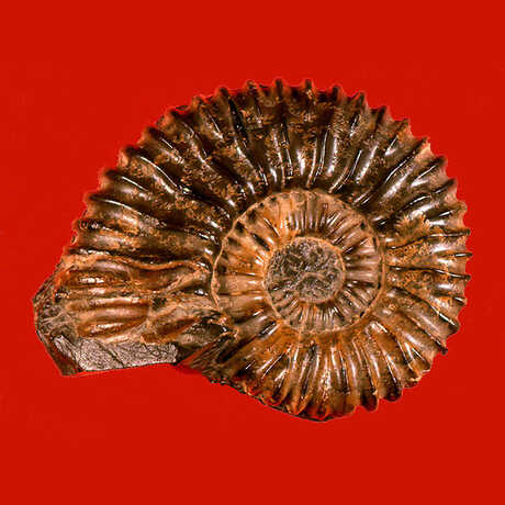 Ammonite red