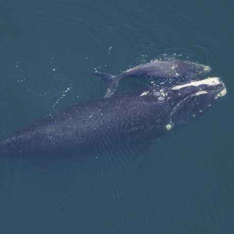 Right whale and calf