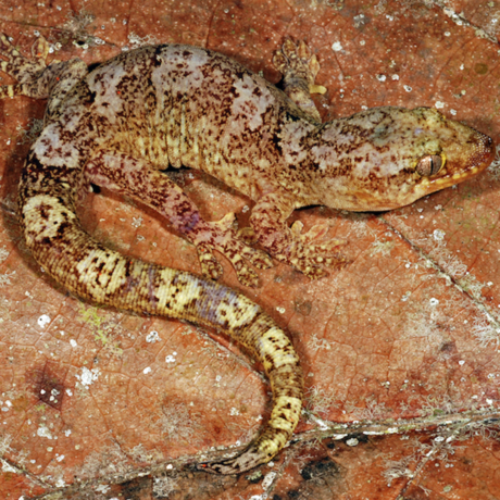 Gecko, Bavayia jourdani