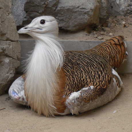 Great bustard, by Wadofglue/Wikipedia