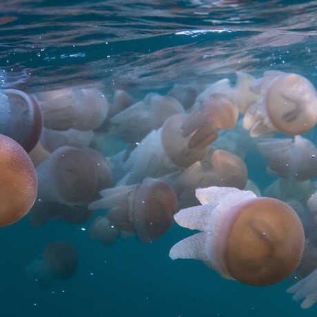 A bloom of blue blubber jellyfish spotted off the coast of Sydney. 