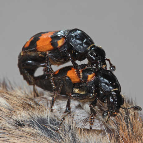 Beetles mating on dead mouse, Heiko Bellmann