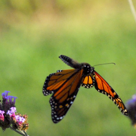 Monarch in flight