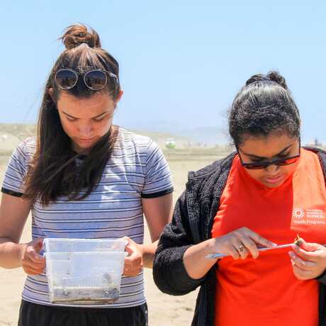 CiS interns observing limpets 