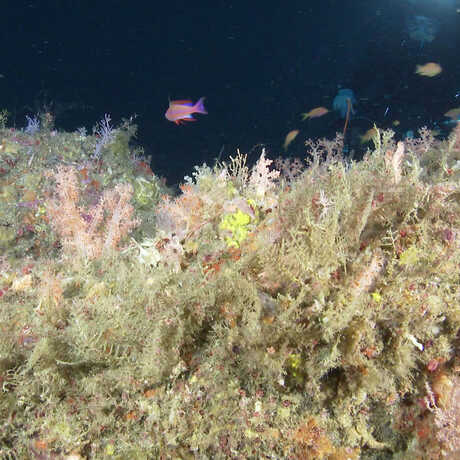 Devil's Pinnacle reef in the Philippines