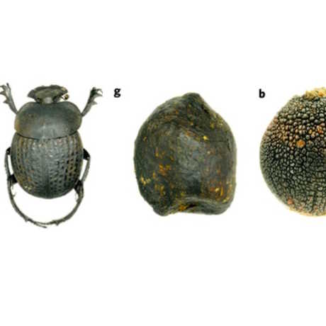 Beetle, Dung and Seed, Nature Plants