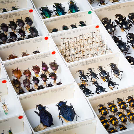Entomology specimens at the California Academy of Sciences.