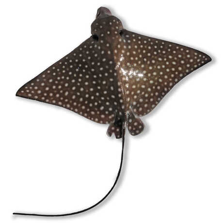 spotted eagle ray image