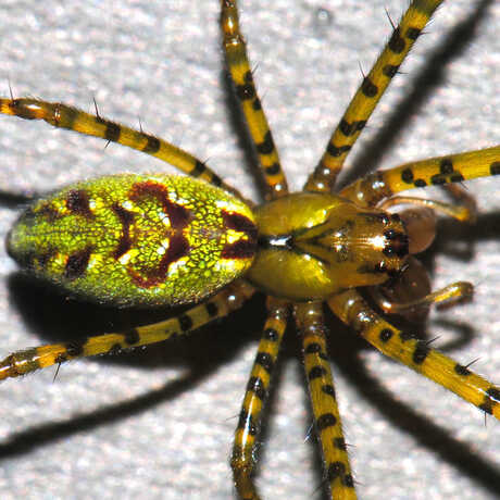 Tetragnatha Paludicola spider