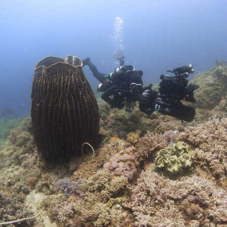 A diver on the 2014 Philippine Biodiversity Expedition. 