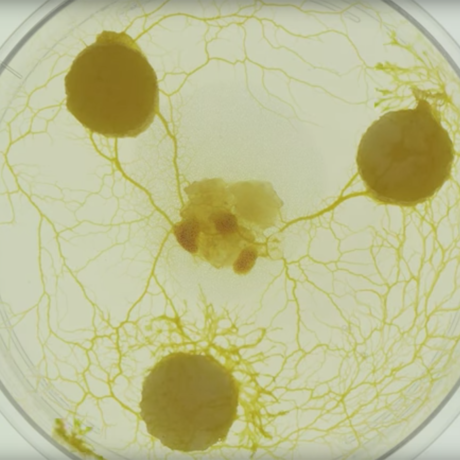 Slime mold in a petri dish