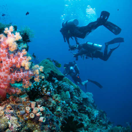 SCUBA divers in a coral reef