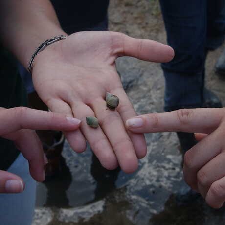 hands holding snails