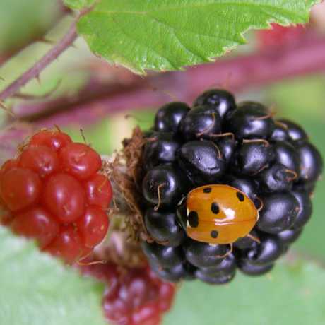 Bug on a berry