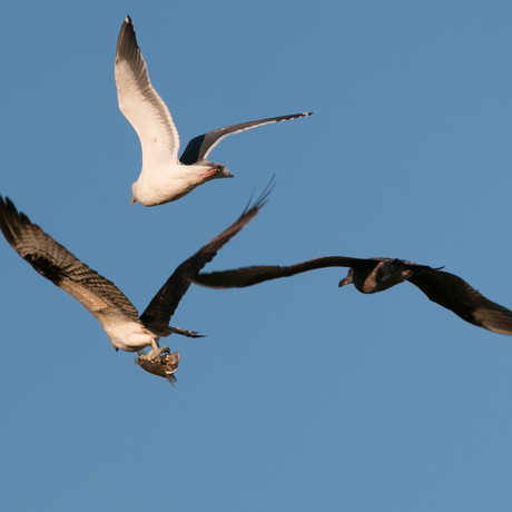 Osprey with fish pursued by gulls