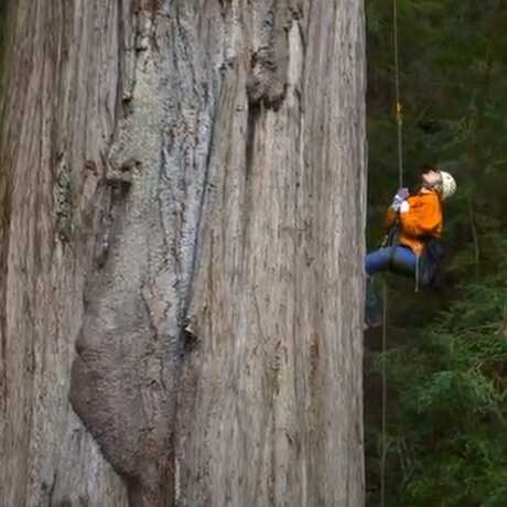 Redwood Ascent