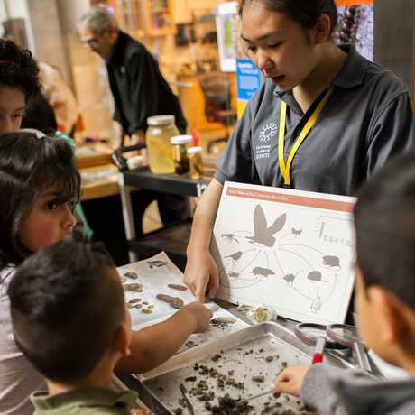 A high school interns shows students how to dissect owl pellets