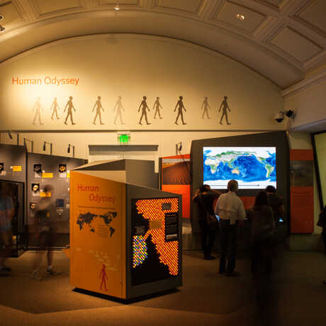 A view of the Human Odyssey exhibit, with visitors studying an interactive migration map. 