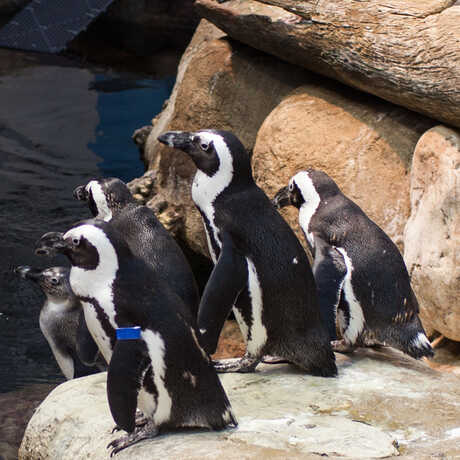 african penguins in their exhibit