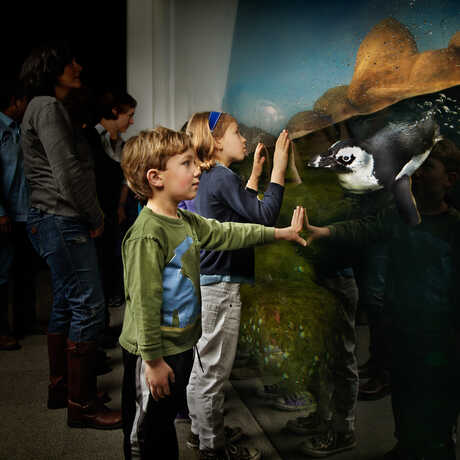 A young boy and an African penguin make eye contact in Tusher African Hall