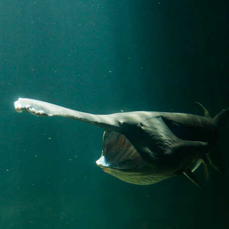 An American paddlefish hunts for food with his ribbed mouth wide open.
